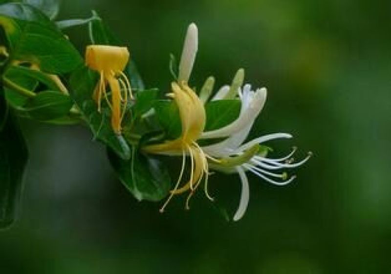 金银花1米以下