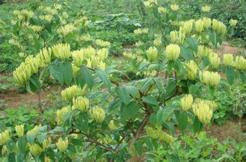 金银花1米以下