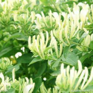 金银花1米以下