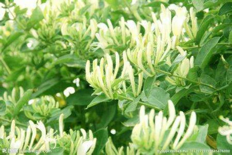 金银花1米以下