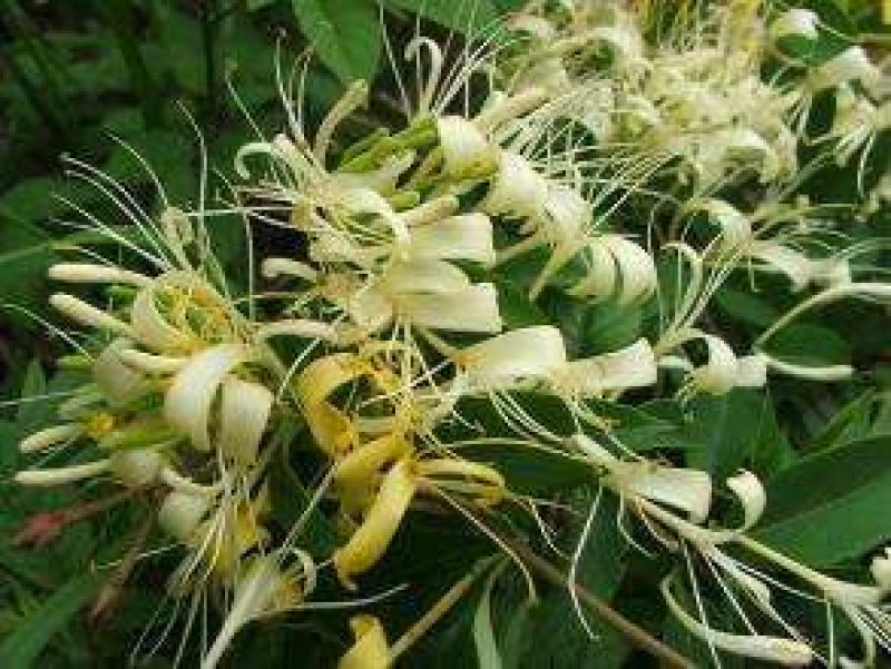 金银花1米以下