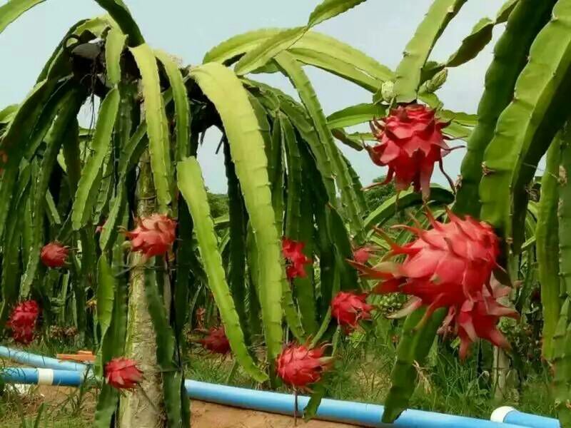 火龙果苗20~30成苗