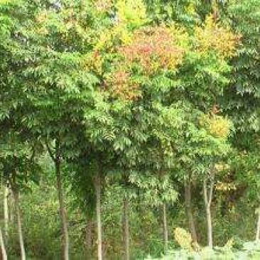 北京栾2cm以下4cm以下0.5~1米