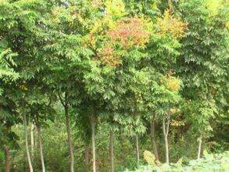 北京栾2cm以下4cm以下0.5~1米