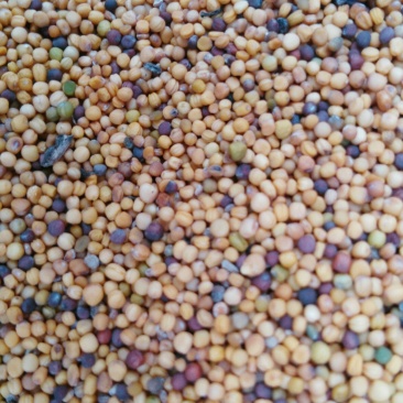 油菜籽1