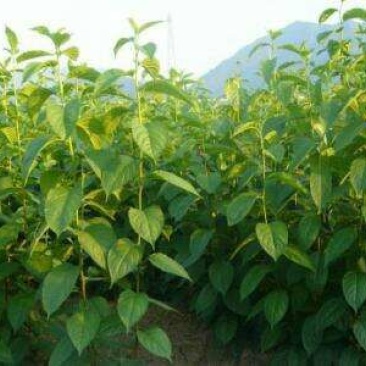 杜仲树2cm以下4cm以下0.5米以下