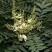 香花槐4~6cm4cm以下1米以下