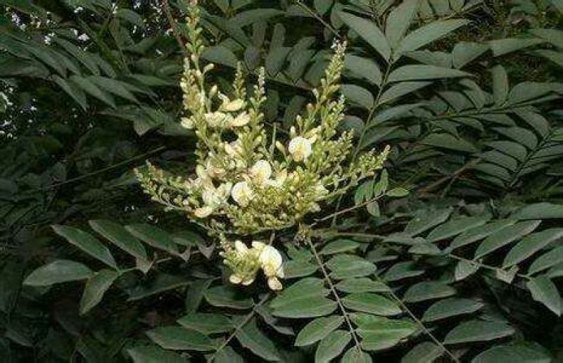 香花槐4~6cm4cm以下1米以下