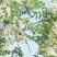 香花槐4~6cm4cm以下1米以下