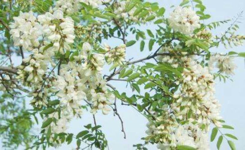 香花槐4~6cm4cm以下1米以下