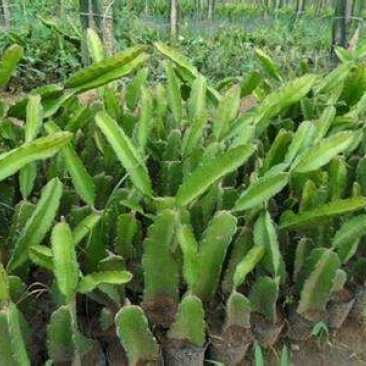红心火龙果苗10~20成苗