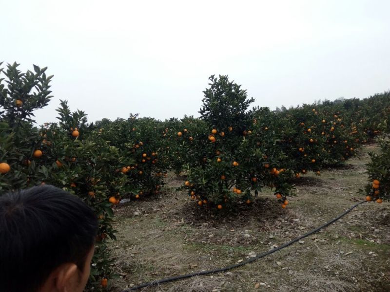 广西桂林夏橙上市中~诚信代办真实报价。