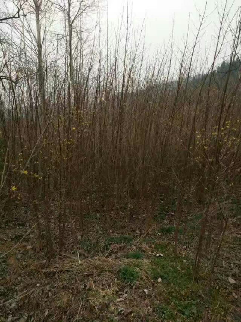 山茱萸苗100cm以上