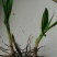 三叉白芨种苗40~50cm农村有土地想致富种中药材