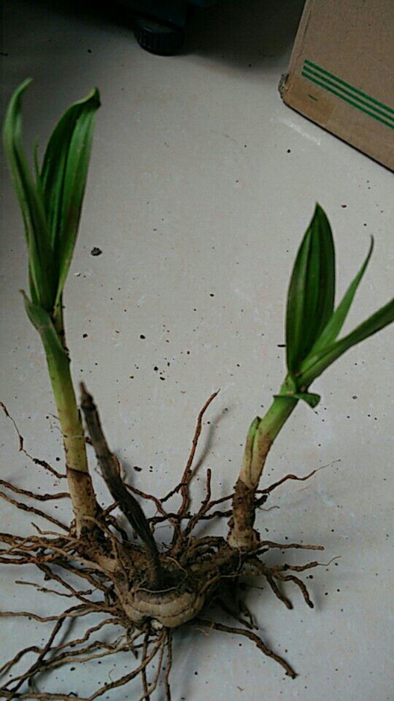 三叉白芨种苗40~50cm农村有土地想致富种中药材