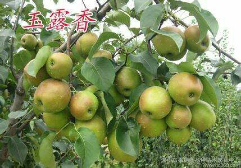 玉露香梨苗1cm以下80cm以上