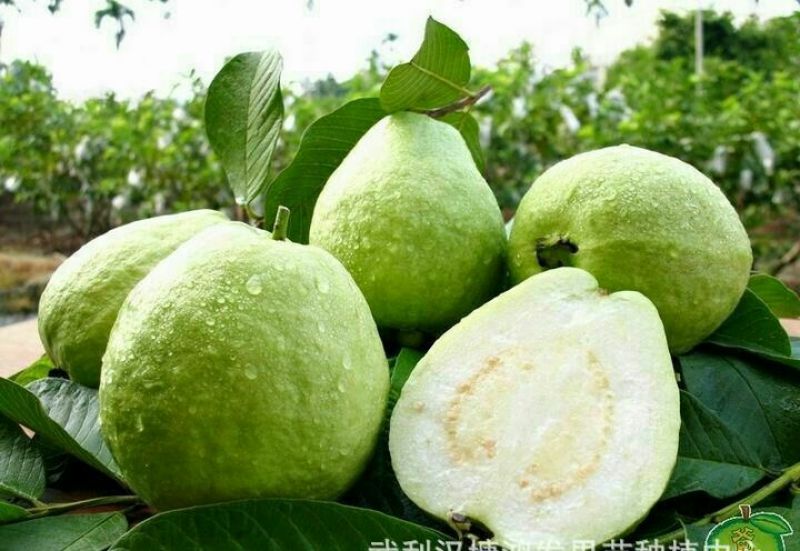 番石榴苗珍珠番石榴苗（白心）