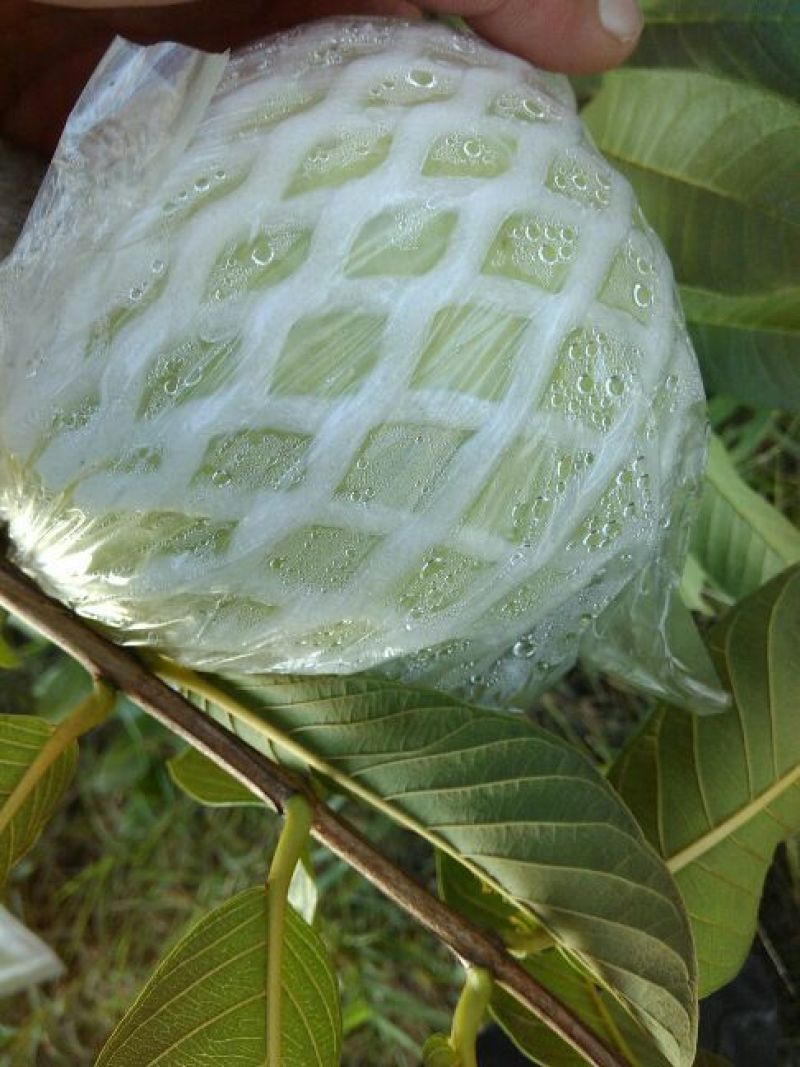 番石榴苗珍珠番石榴苗（白心）