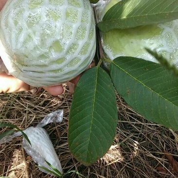 番石榴苗珍珠番石榴苗（白心）