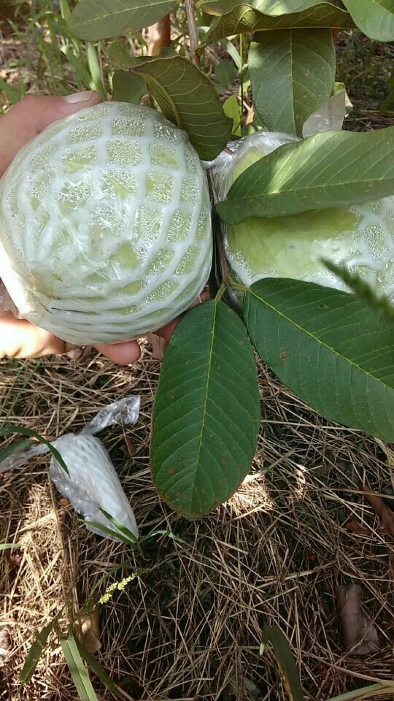 番石榴苗珍珠番石榴苗（白心）