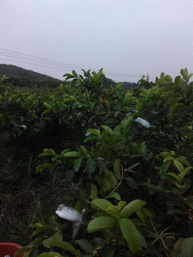 西瓜番石榴苗30~50cm