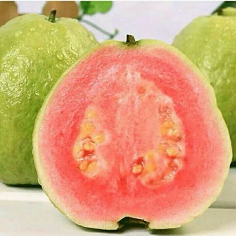 西瓜番石榴苗30~50cm