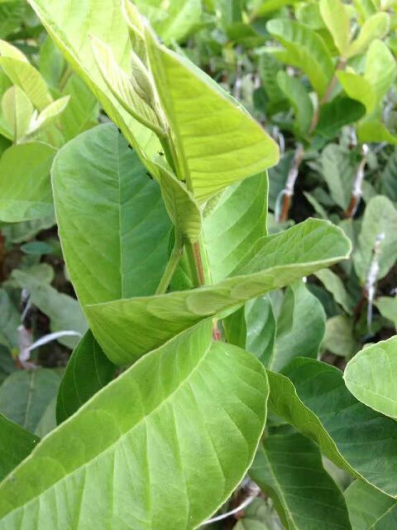 西瓜番石榴苗30~50cm
