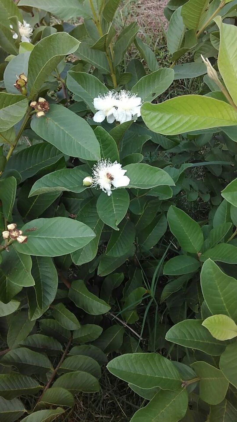 西瓜番石榴苗30~50cm