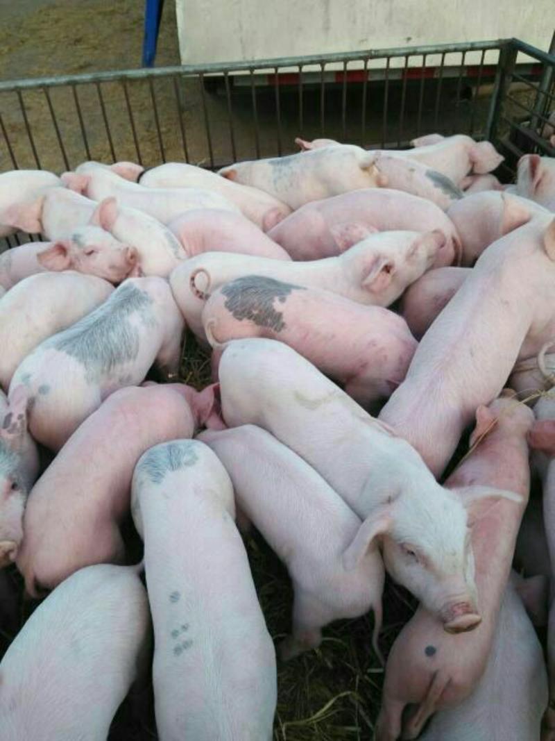 大约克仔猪20~30斤山东省临沂市沂水县大量供应，货源