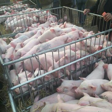 大约克仔猪20~30斤山东省临沂市沂水县大量供应，货源