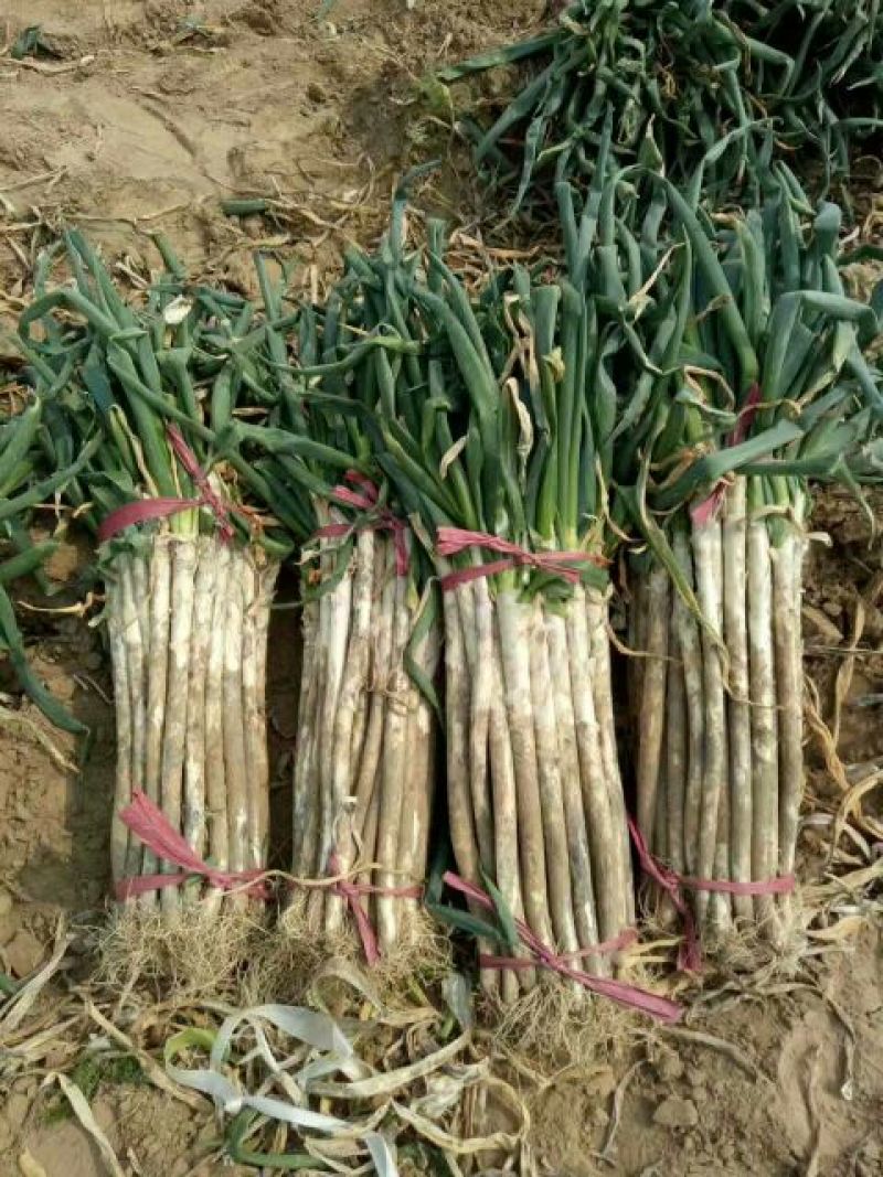 大葱毛葱3cm左右30~40cm长白大葱，量大质优