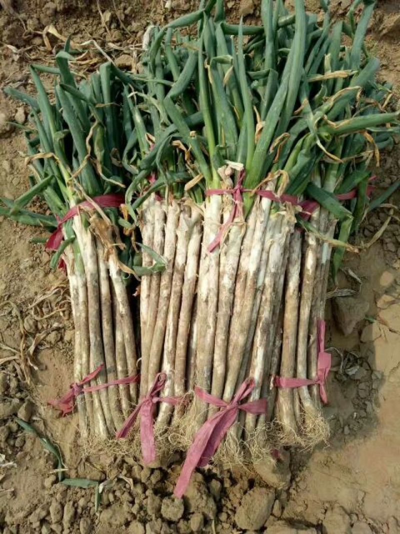 大葱毛葱3cm左右30~40cm长白大葱，量大质优