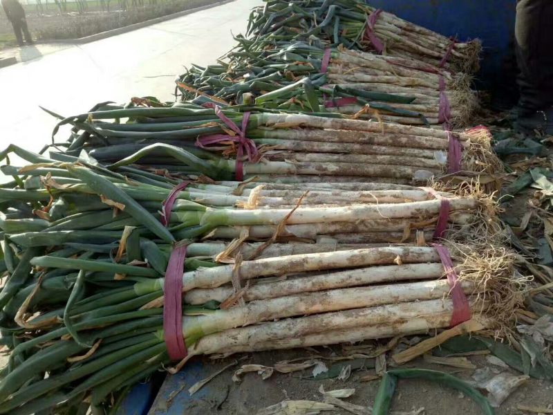 大葱毛葱3cm左右30~40cm长白大葱，量大质优
