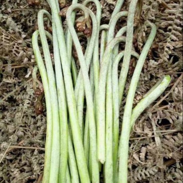 蕨菜