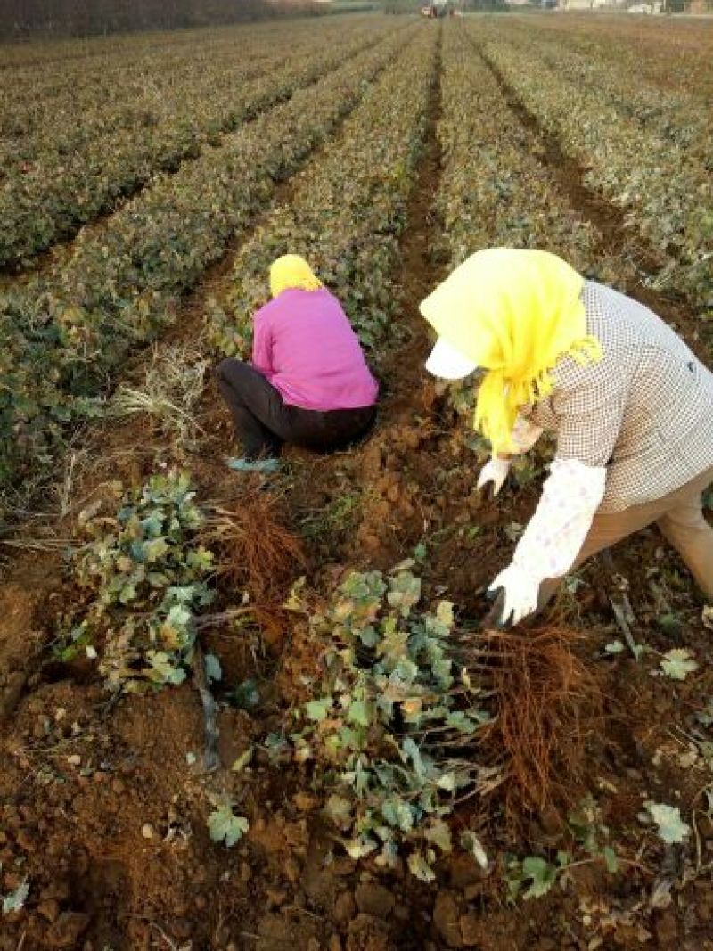 金手指葡萄苗《品种纯正》放心苗38年种植质壮苗纯