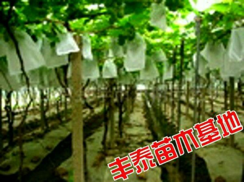 金手指葡萄苗《品种纯正》放心苗38年种植质壮苗纯
