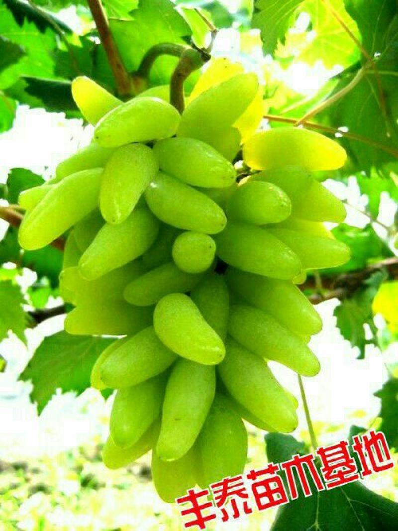 金手指葡萄苗《品种纯正》放心苗38年种植质壮苗纯