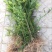南方红豆杉苗40～60CM高