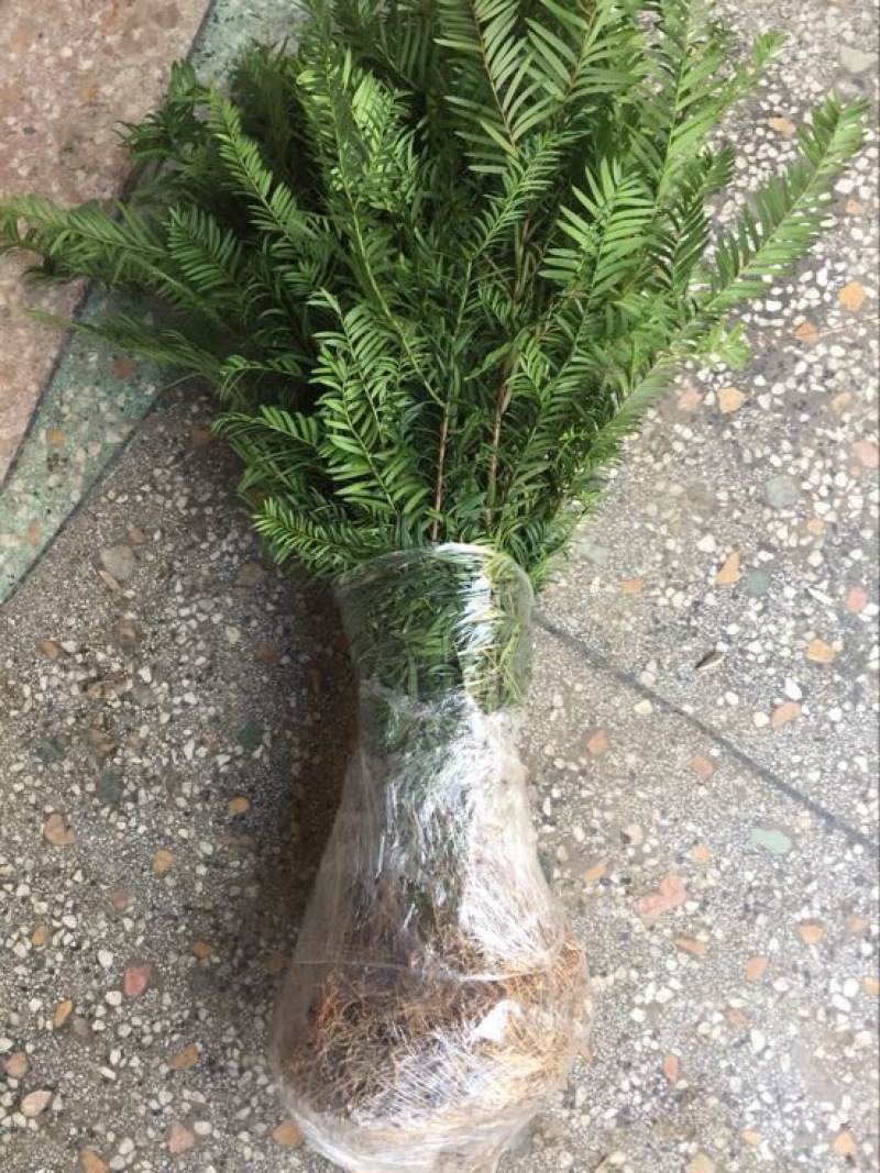 南方红豆杉苗40～60CM高