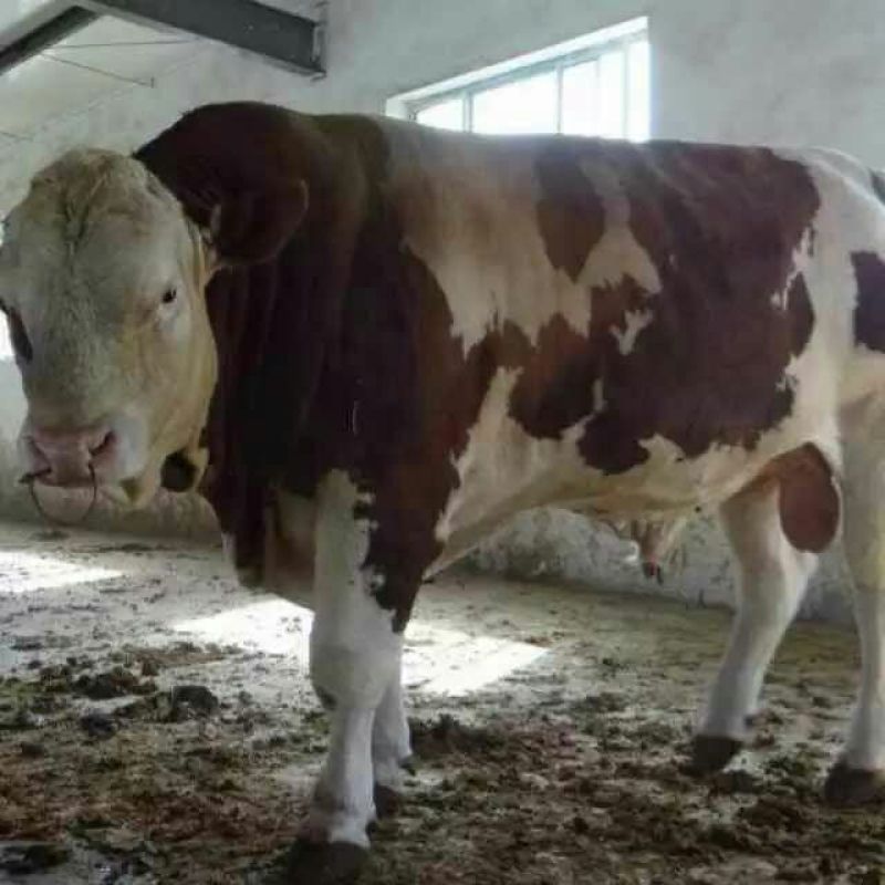 西门塔尔牛400~600斤