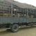 鲁西黄牛犊100~200kg