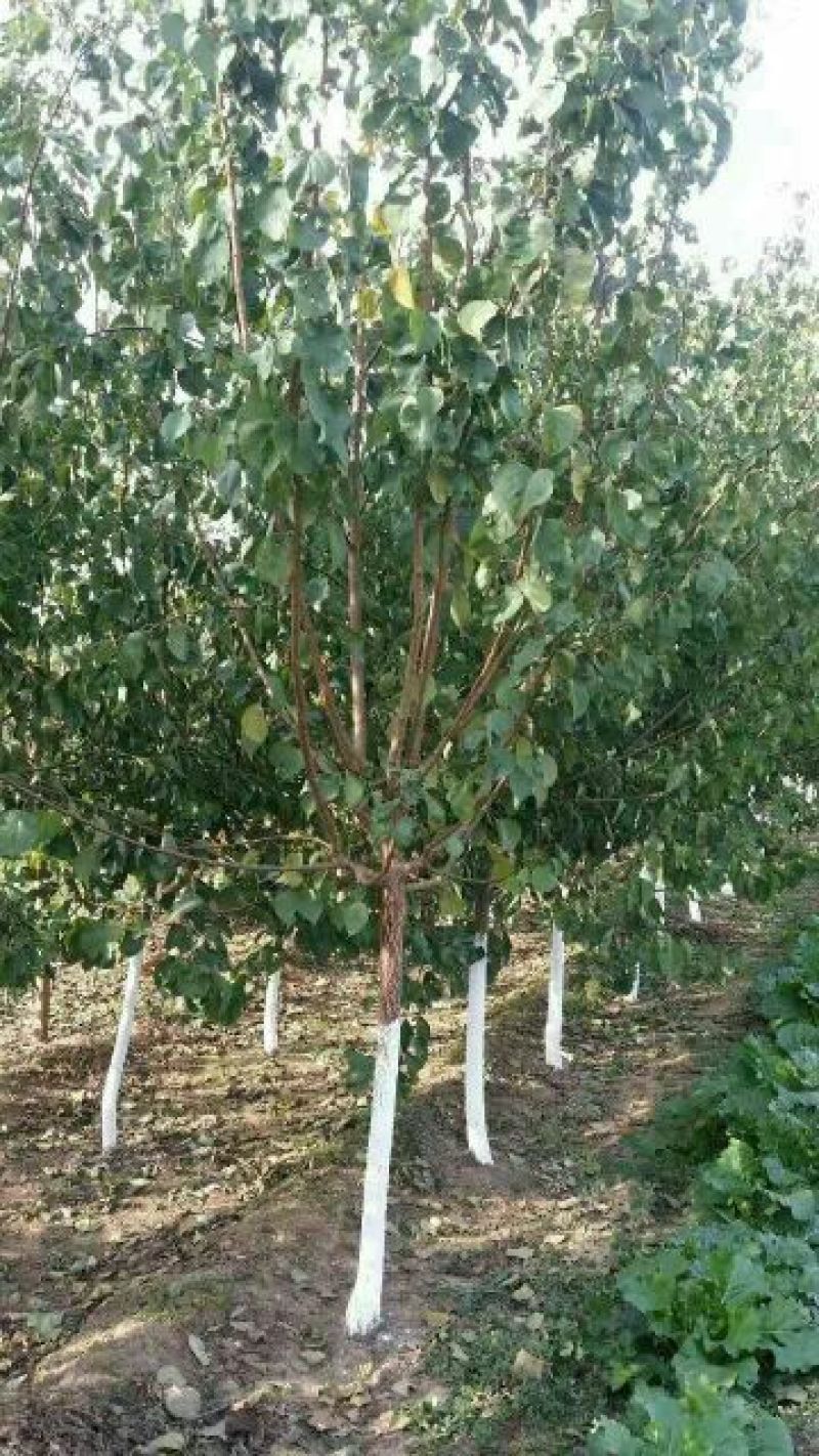 凯特杏苗60~70cm