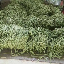绿龙芸豆