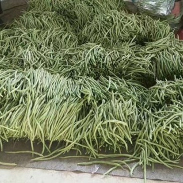 绿龙芸豆