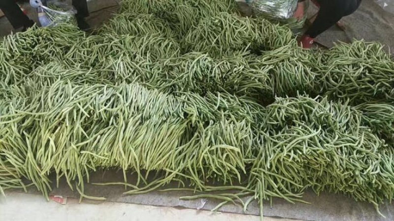 绿龙芸豆