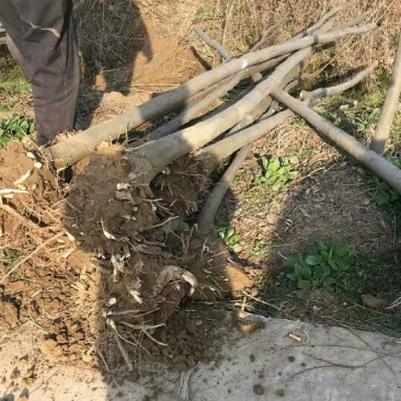 北京栾2~4cm4cm以下3~3.5米
