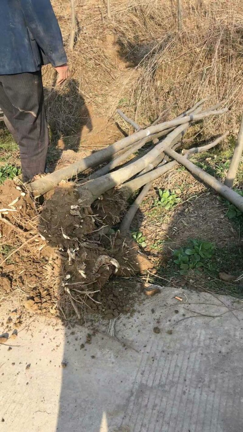 北京栾2~4cm4cm以下3~3.5米