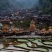 野鲤