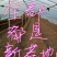商薯19红薯苗西瓜红19紫薯一点红哈密