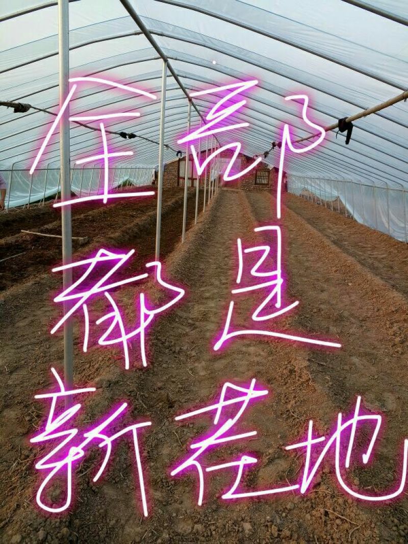 商薯19红薯苗西瓜红19紫薯一点红哈密